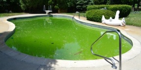 Eau verte de piscine : traiter et éliminer les algues