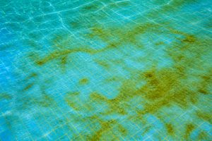 Eau verte piscine : les astuces de grand-mère