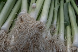 Comment planter les poireaux pour réussir votre récolte