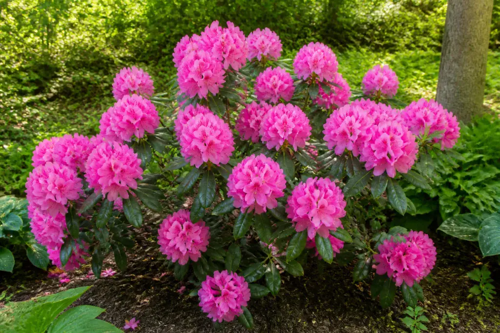 Rhododendrons roses en pleine floraison