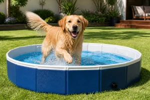 Piscine chien : choisir, entretenir et sécuriser