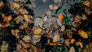 Filtration en automne : quand réduire, quand arrêter